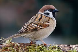 Những khả năng 'siêu phàm' của loài chim sẻ ít người biết