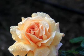 Ai sinh vào 3 tháng này sẽ được Thần Tài trợ giúp cả đời 