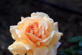 Ai sinh vào 3 tháng này sẽ được Thần Tài trợ giúp cả đời 