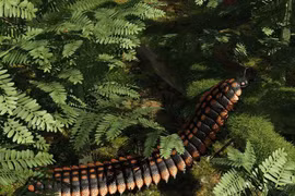 Khiếp sợ loài rết khổng lồ dài 3m từng tồn tại