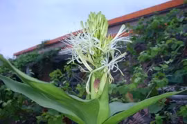 5 loài cây bỗng nhiên nở hoa, ắt có 'điềm báo mừng'