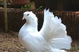 Cận cảnh những loài bồ câu đẹp nhất thế giới 