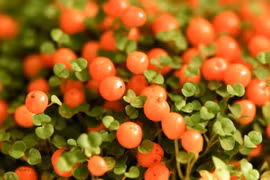 Bộ cây Long đởm không chỉ đẹp mà còn có tác dụng chưa bệnh bất ngờ