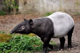 Khám phá thú vị về loài lợn vòi quý hiếm đã tuyệt chủng ở Việt Nam