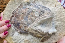 Đào trang trại, quái vật 183 triệu tuổi hiện ra như mới chết hôm qua