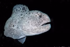 Kỳ thú loài vật được mệnh danh “chó sói” dưới lòng đại dương