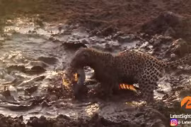 Báo hoa mai tận hưởng bữa tiệc cá trê ‘khủng’ 