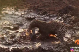 Báo hoa mai tận hưởng bữa tiệc cá trê ‘khủng’ 