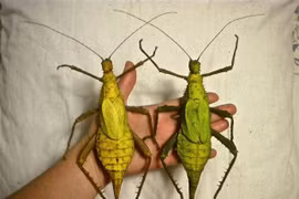 Cận cảnh loài côn trùng khổng lồ, ngoại hình cực dị ở Malaysia 