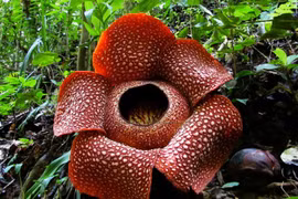 Những loài hoa 'nặng mùi" nhất thế giới, sốc nặng khi đứng gần