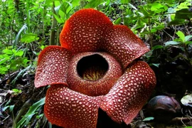 Những loài hoa 'nặng mùi" nhất thế giới, sốc nặng khi đứng gần