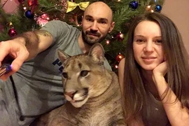 Cặp đôi nuôi báo sư tử làm thú cưng