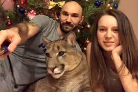 Cặp đôi nuôi báo sư tử làm thú cưng