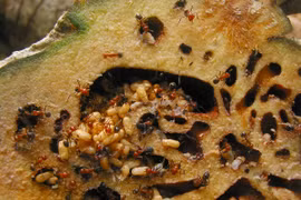 Điều rùng rợn trong loài cây cực lạ và hiếm của Việt Nam