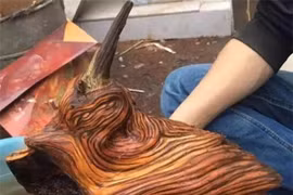 Chàng trai phát hiện khúc gỗ lạ, ai ngờ là ‘khối vàng lộ thiên’