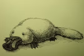 Loài vật độc lạ 'nửa thú, nửa bò sát' thú vị nhất hành tinh