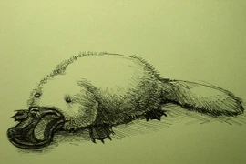 Loài vật độc lạ 'nửa thú, nửa bò sát' thú vị nhất hành tinh