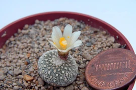 Tận mục loài xương rồng nhỏ nhất thế giới, xứng đáng "kỳ quan" thiên nhiên 