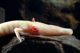 Sửng sốt loài lưỡng cư trắng hếu, không có mắt, sống đến trăm năm