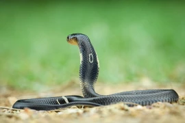 Những loài rắn hổ cực độc sống ở Việt Nam, chớ dại đến gần