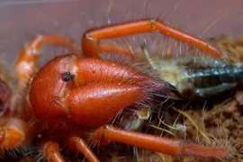 Cận cảnh loài nhện đỏ rực cực nguy hiểm, chỉ có ở Việt Nam