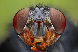 Năng lực phi thường của loài vật phiền phức nhất quả đất