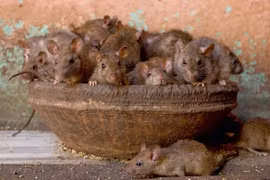 Cảnh tượng rùng rợn ở ngôi đền nuôi hàng vạn con chuột