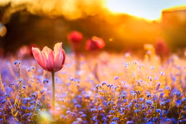 Sinh vào 3 tháng Âm lịch này, về già của cải nhiều như nước