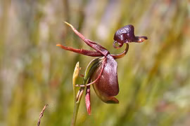 Kinh ngạc loài hoa có hình thù lạ lùng bậc nhất hành tinh