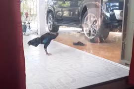 Video: Gà trống “kiệt sức” vì đánh nhau với bóng mình trong tấm kính
