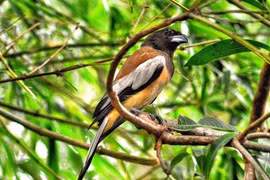 Tết đến xuân sang, 6 điềm báo Thần Tài đến “chơi nhà”, phú quý sắp gõ cửa