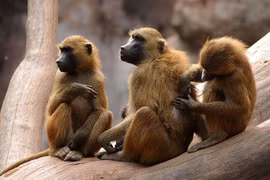 Điểm danh những loài khỉ đầu chó khét tiếng thế giới