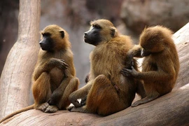 Điểm danh những loài khỉ đầu chó khét tiếng thế giới