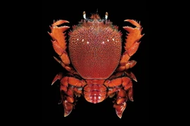 Cận cảnh loài cua khổng lồ kỳ dị, nổi tiếng thế giới của Việt Nam