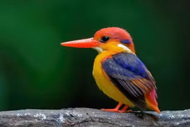 Nhìn sướng cả mắt loài chim lòe loẹt nhất Việt Nam