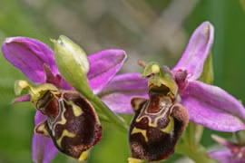 Cận cảnh loài hoa có hình thù giống hệt côn trùng, tỏa hương đặc biệt