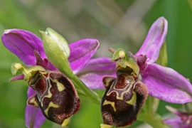 Cận cảnh loài hoa có hình thù giống hệt côn trùng, tỏa hương đặc biệt