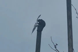 Khỉ leo lên cột cao 7 m, tóm sống mòng biển 