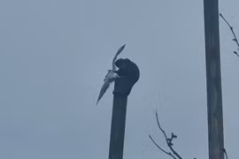 Khỉ leo lên cột cao 7 m, tóm sống mòng biển 