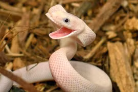 10 câu nói liên quan đến loài rắn khiến con người phải suy ngẫm