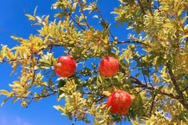 Cổ nhân dạy: Trước nhà trồng 5 loại cây này, con cháu đời đời phú quý