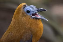 Những bằng chứng cho thấy tổ tiên loài chim ngự trị Trái đất