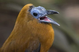 Những bằng chứng cho thấy tổ tiên loài chim ngự trị Trái đất