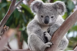 Soi loài thú túi kỳ lạ có dấu vân tay giống hệt con người 