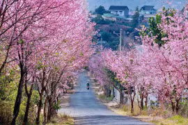 Đây là 5 điểm ngắm mai anh đào đẹp nhất ở Đà Lạt