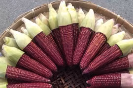 Lạ miệng ngô nữ hoàng đỏ, ngô ăn sống siêu ngọt thơm như hoa quả