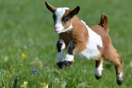 Top 3 con giáp vừa giàu có, vừa hạnh phúc, sống khỏe tới già