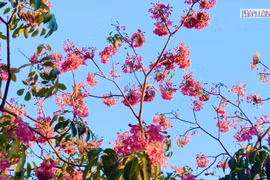 Ngắm khung trời hoa kèn hồng đẹp như tranh tại đường phố TP.HCM