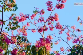 Ngắm khung trời hoa kèn hồng đẹp như tranh tại đường phố TP.HCM