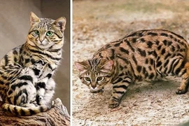 Giống mèo hiếm nhất thế giới, nhìn là mê